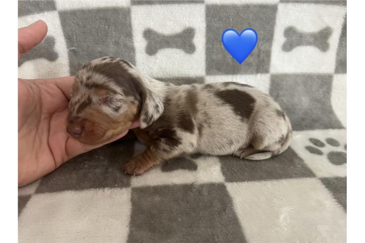 Salchichas  Puerto Rico