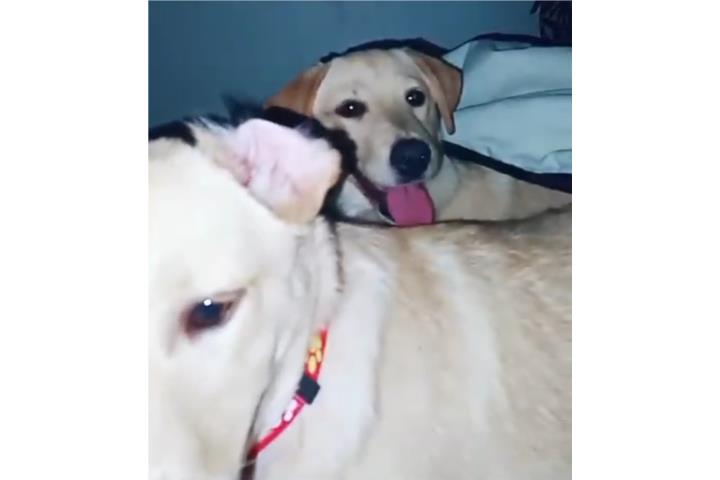 Labrador retriever  Puerto Rico