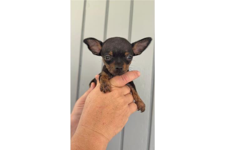 Chihuahuas  Puerto Rico