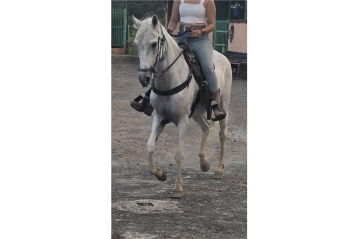 EN VENTA: EXCEPCIONAL YEGUA PASO FINO   Puerto Rico