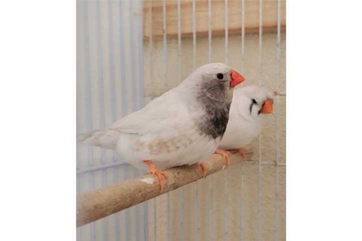 Triple black chestnut zebra finch Puerto Rico