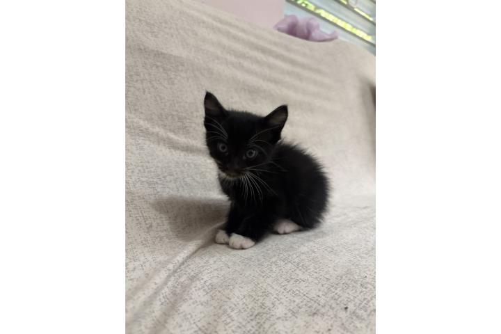 Se regalan gatitos  Puerto Rico