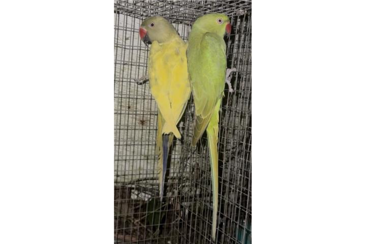 Los dos juntos  Puerto Rico