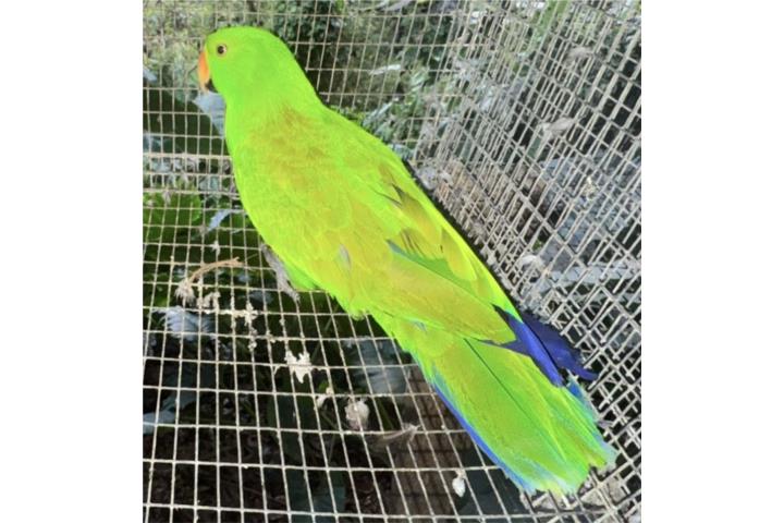 Eclectus macho  Puerto Rico