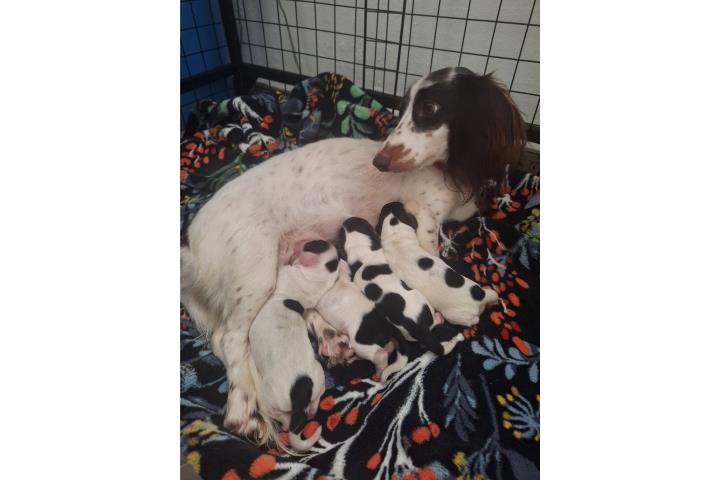 Dachshund piebald longhair  Puerto Rico
