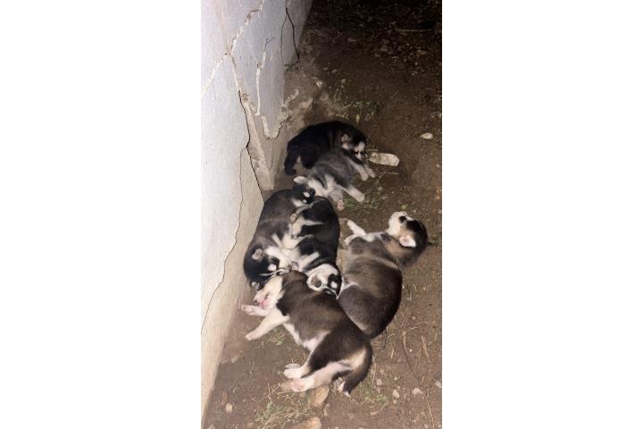hermosos Huskies $200 Puerto Rico