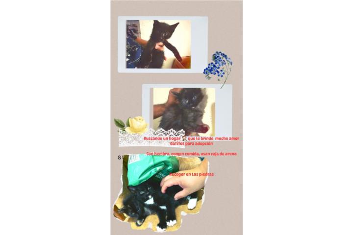 Gatitos  Puerto Rico