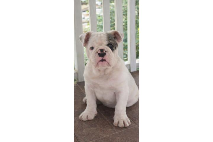 English Bulldog Toy  Puerto Rico