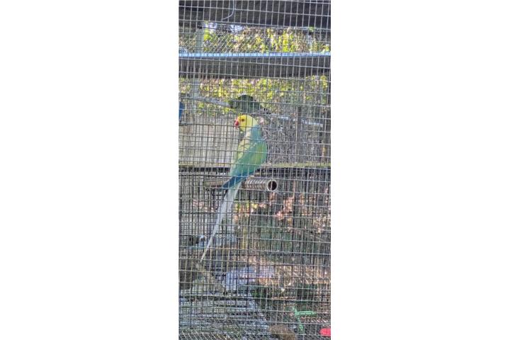 Ringneck Puerto Rico