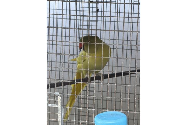 Roma Neck  Puerto Rico