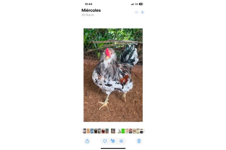 Gallo huevos de colores Puerto Rico