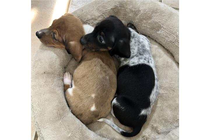 Salchichas Puerto Rico