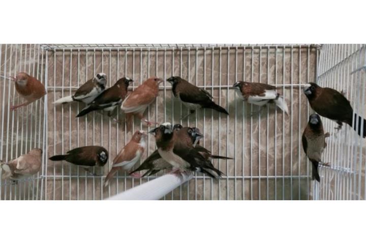 Sosati 26 disponibles Puerto Rico