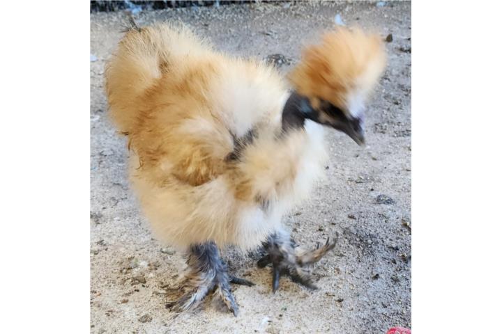 Silkies buff Puerto Rico