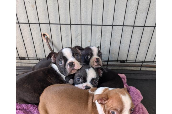 Boston terrier  Puerto Rico