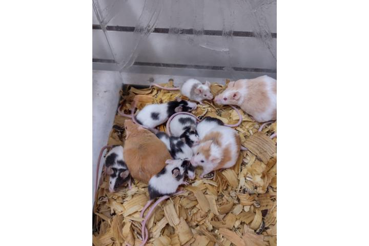 Hamster sirios ,ratas ,gerbil y ratones Puerto Rico