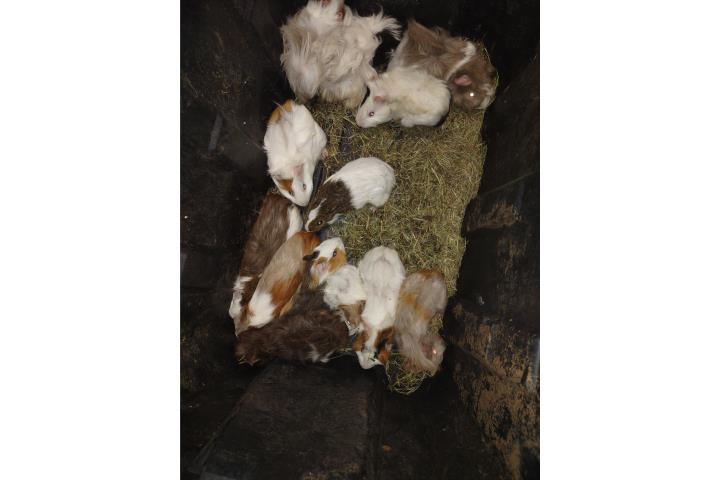 Guimos liso y erizados  Puerto Rico