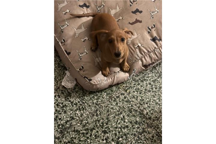 Dachshund (Salchicha)  Puerto Rico