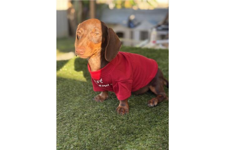 Salchicha chocolate  Puerto Rico