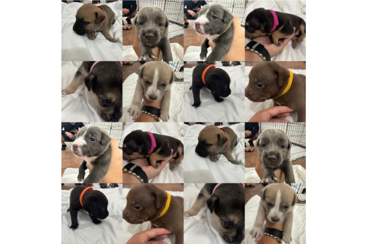 Perritos-Se regalan  Puerto Rico