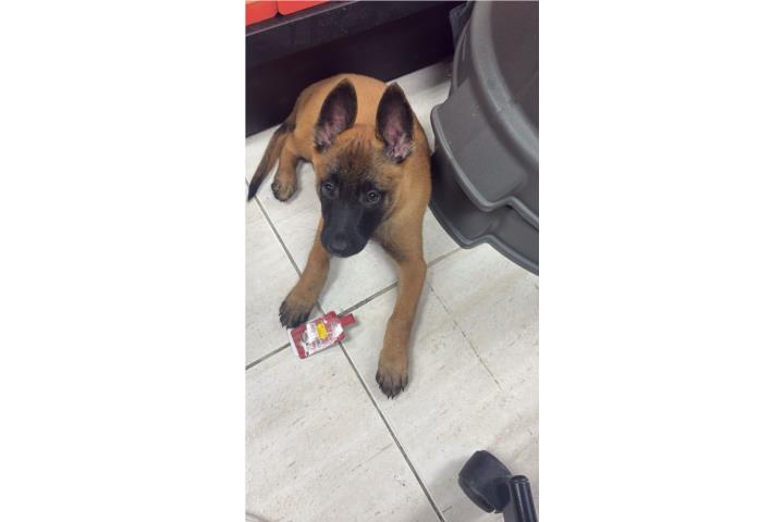 Puppies Belga Malinois. Puerto Rico