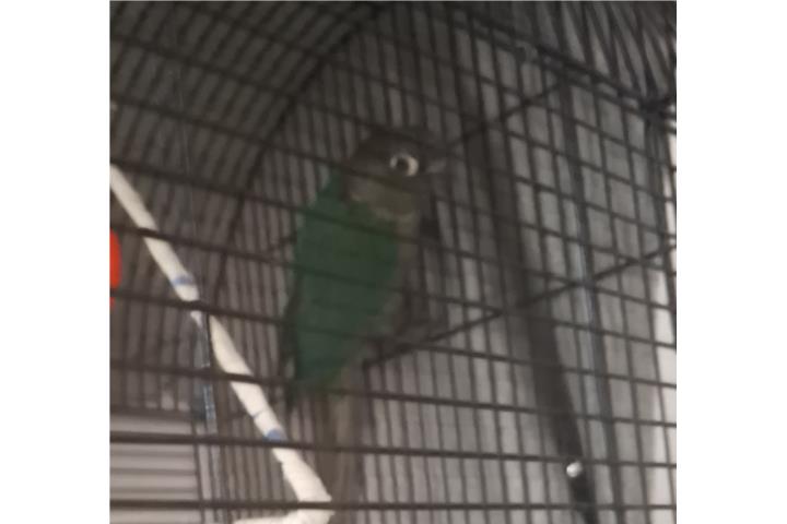Cotorrita Green check Puerto Rico