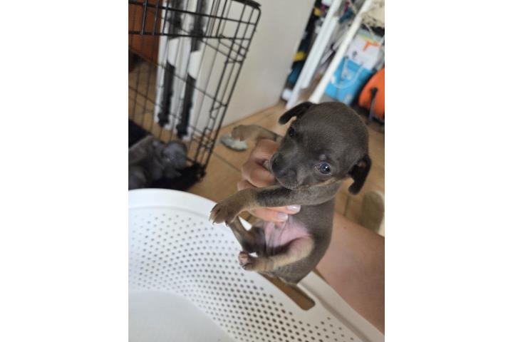 Miniatura pinscher blue Puerto Rico