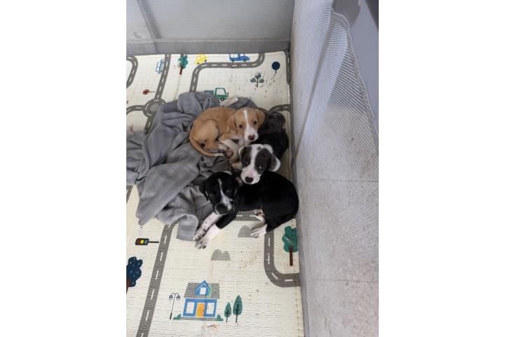 Cocker Spaniel cachorros Puerto Rico