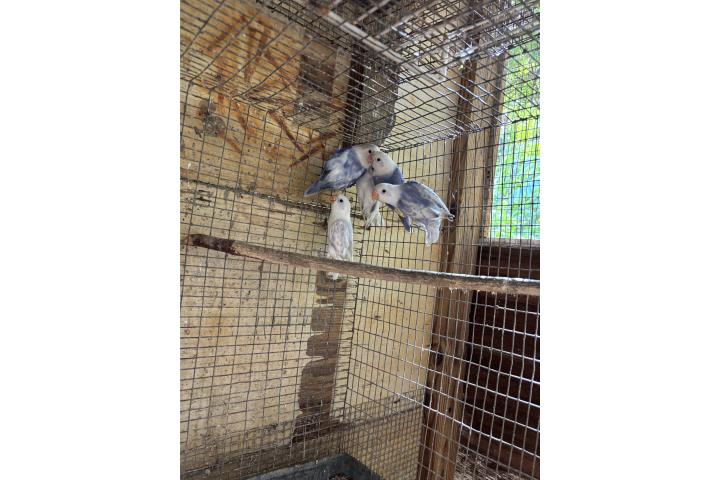 Se venden lovebirds Puerto Rico