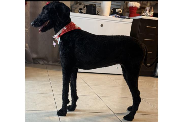 Gooldendoodle Puerto Rico