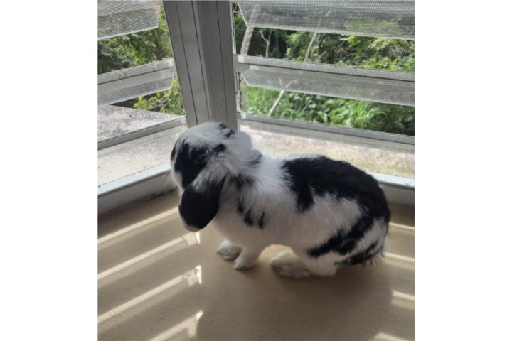 Se regala lindo conejito Puerto Rico