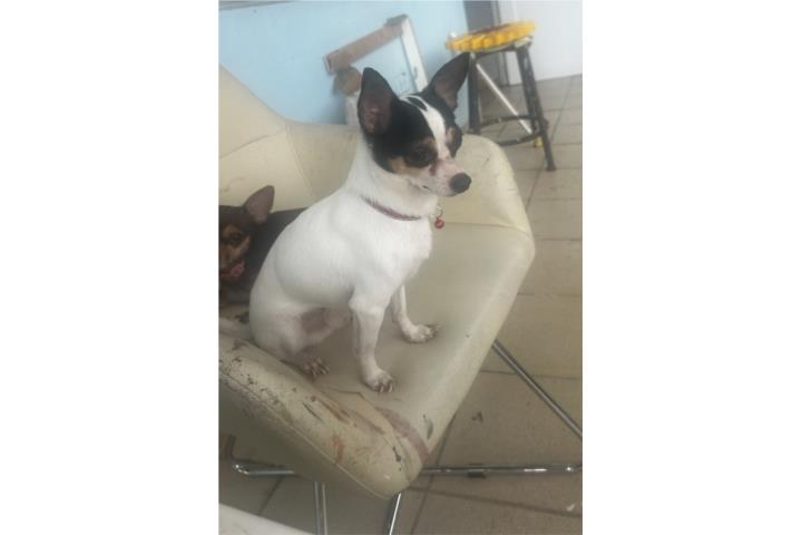 Chihuahua barón adopción  Puerto Rico