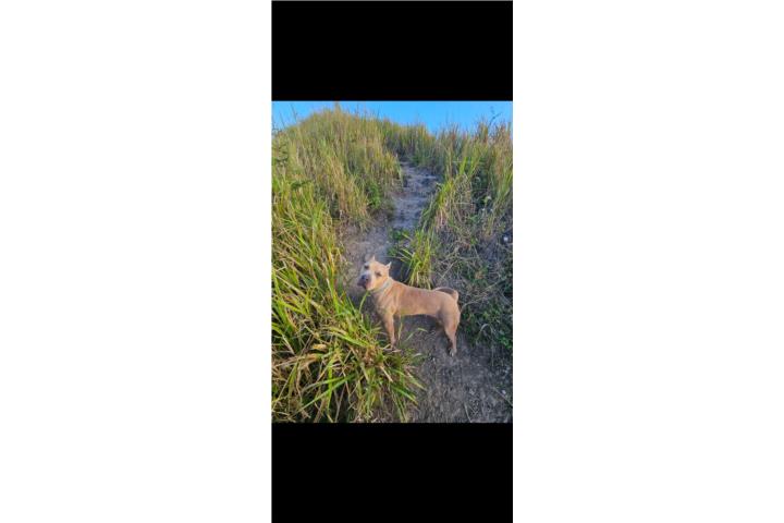 Perra tipo pitbull Puerto Rico