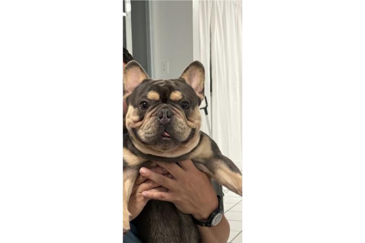 Frenchie Busco Novia Puerto Rico