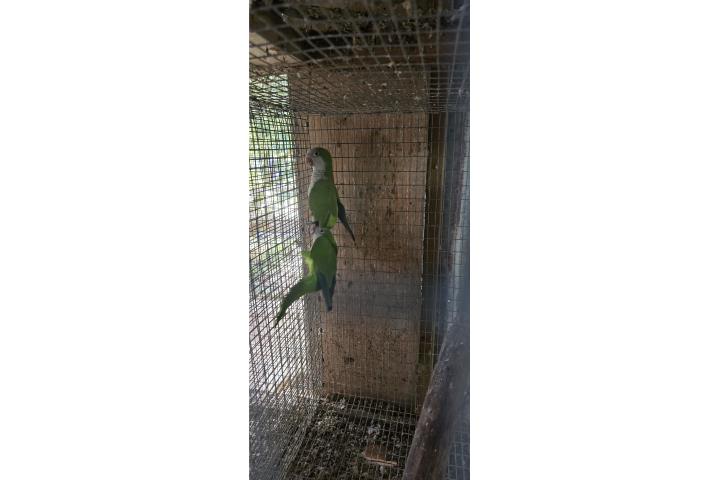 PAREJITA DE COTORRAS QUAKERS  Puerto Rico