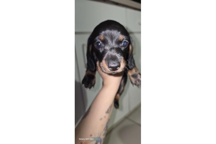 Salchicha mini  Puerto Rico