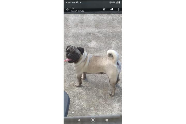 Preciosa perras Pug Puerto Rico