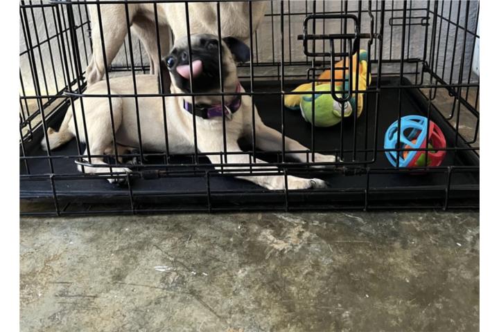 Pug Puerto Rico