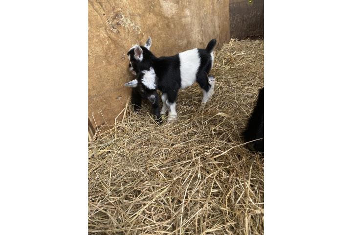 Cabrito enano Puerto Rico
