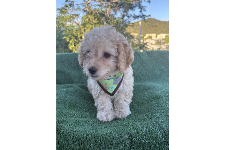 Toy Poodle Macho Puerto Rico