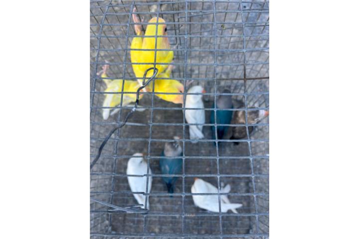 Lovebirds Puerto Rico