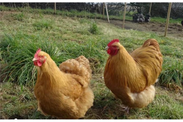 Pollitos de gallinas Buss Orpington  Puerto Rico