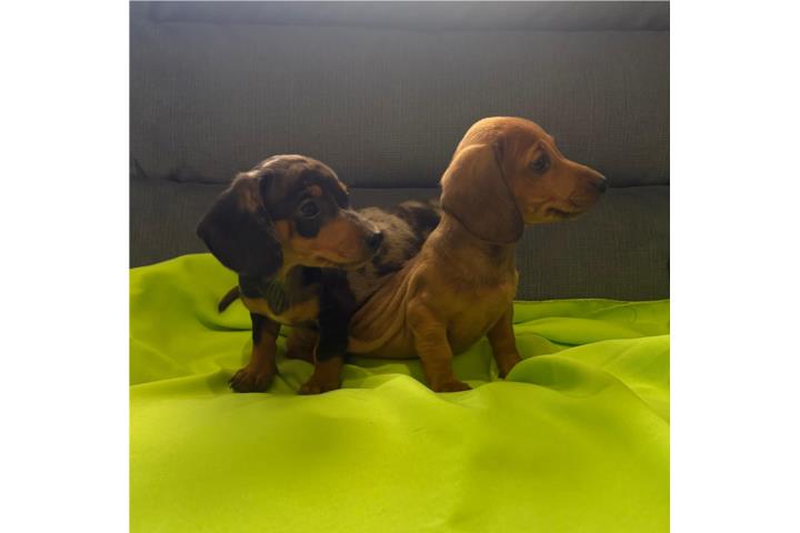 Mini Salchichas Puerto Rico