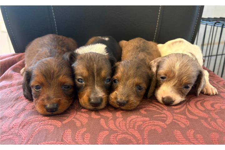 Mini Salchichas Puerto Rico