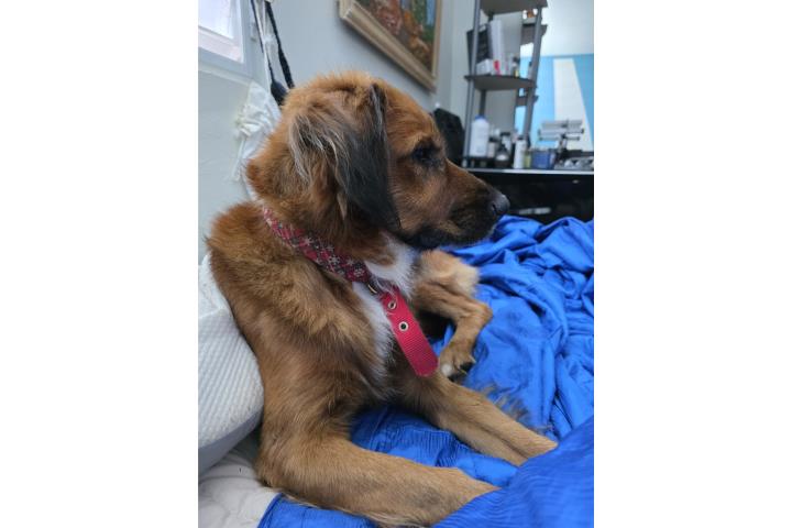 Adopta un Perrito Rescatado  Puerto Rico