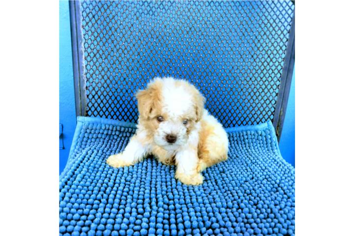 BELLA TOY POODLE PARTY-OJOS CLAROS Y PAPELES  Puerto Rico