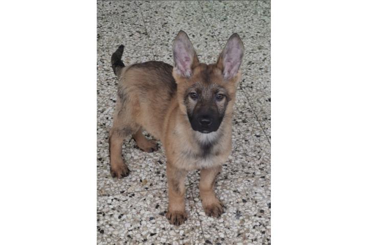 Pastor aleman Precioso Puerto Rico