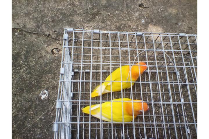 PAREJA DE LOVEBIRDS ANILLADOS FISCHER Puerto Rico