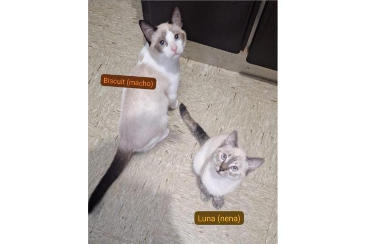Gatitos en adopcion PERSONAS SERIAS Puerto Rico