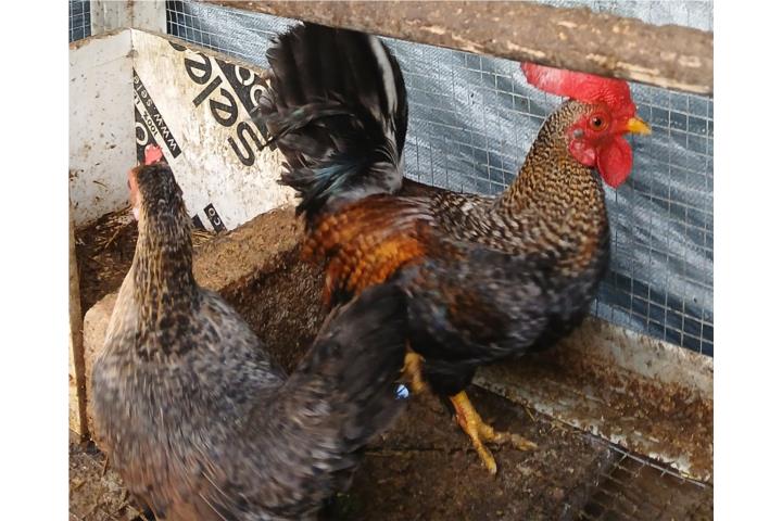 Pareja de kiris Puerto Rico